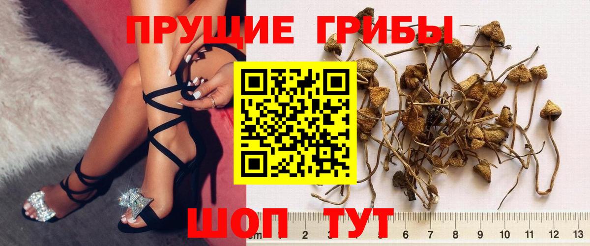 Галлюциногенные грибы Psilocybe Новодвинск